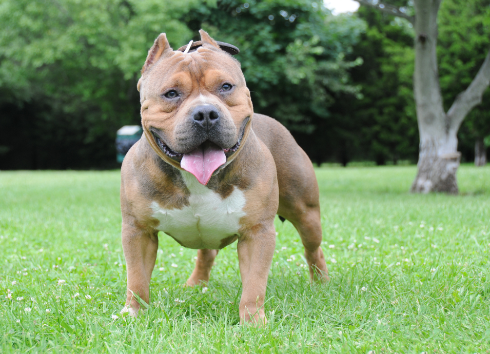 An XL bully dog on the grass