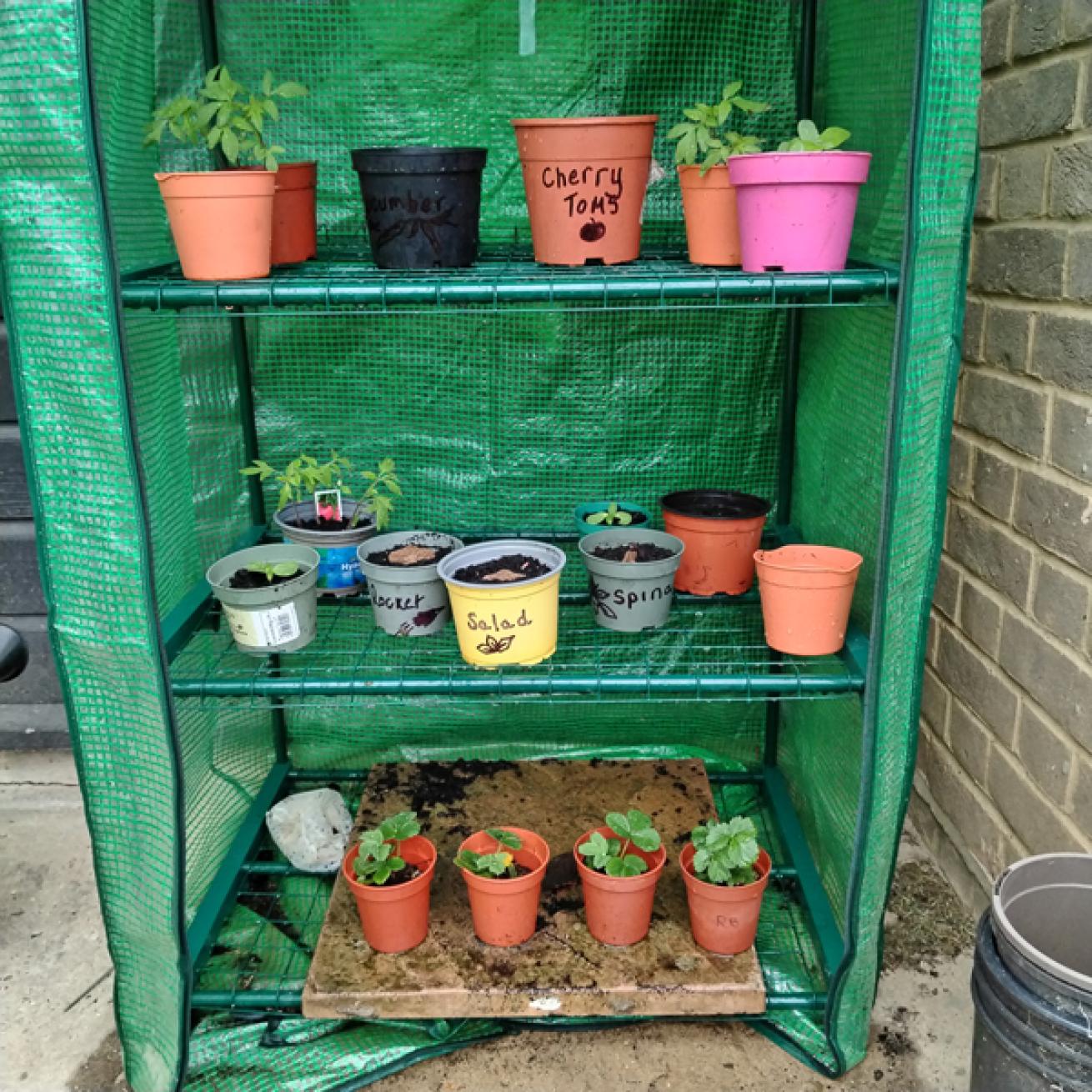 A collection of coloured flowerpots with plants inside on a set of metal shelves with a green plastic cover over the top