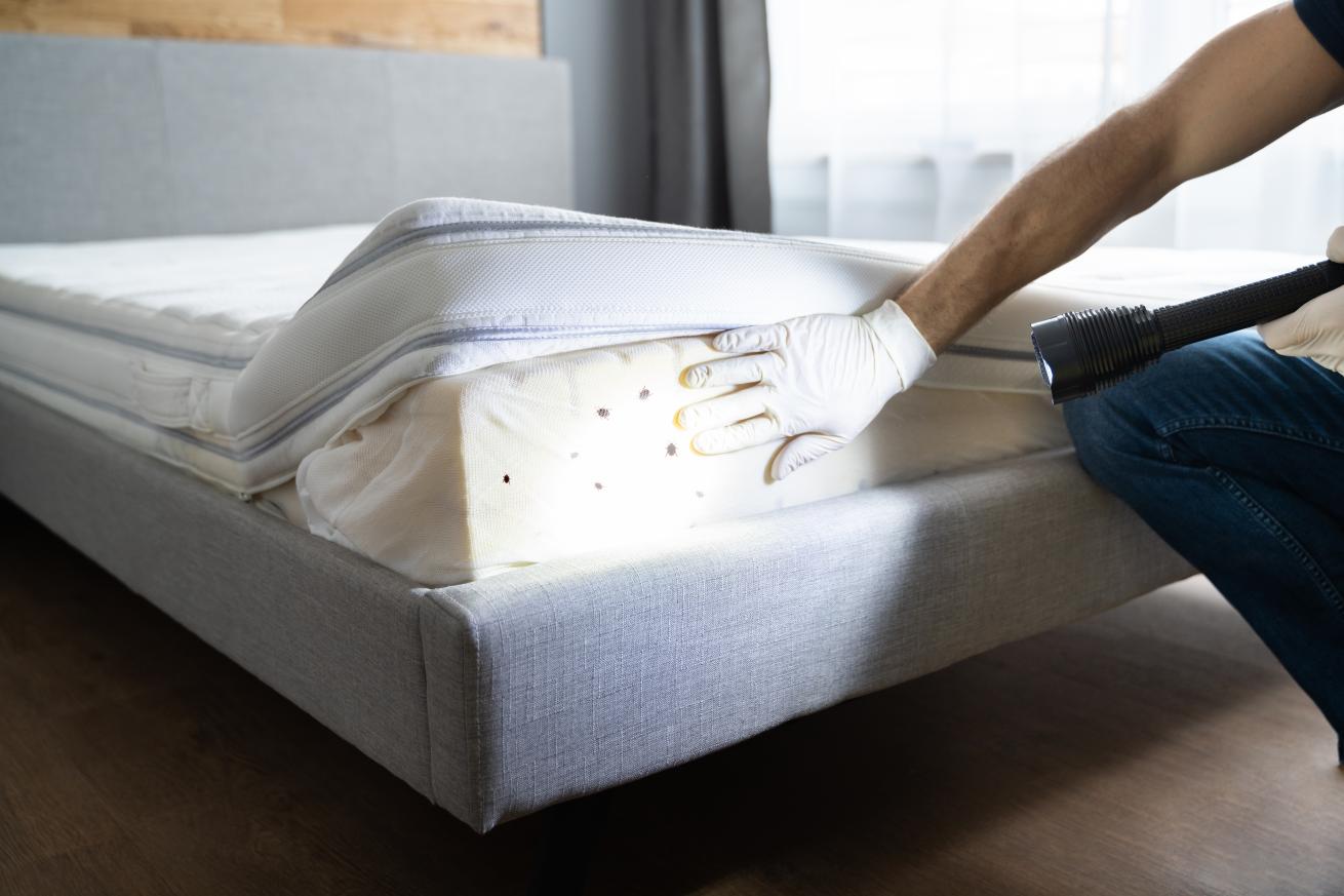 A person wearing white gloves lifting up a cover for a mattress on a bed and shining a torch on the bed bugs under the cover